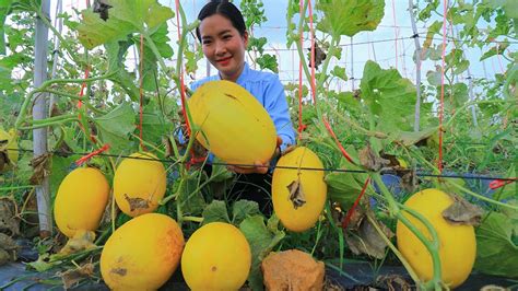 Harvesting Canary Melon & Making Melon Dessert In my Homeland - YouTube