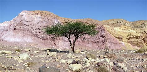 The pink landmark Photograph by Arik Baltinester - Fine Art America