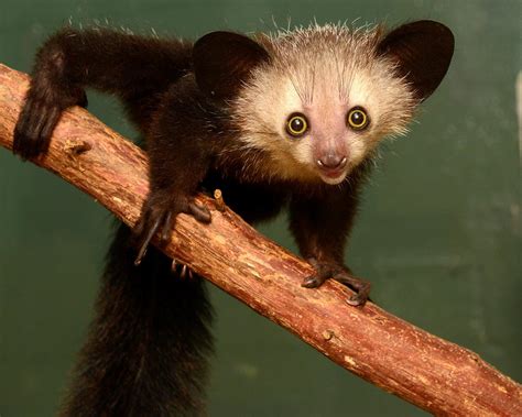 Young aye-aye 4 months old - David Haring – Lemur Conservation Network