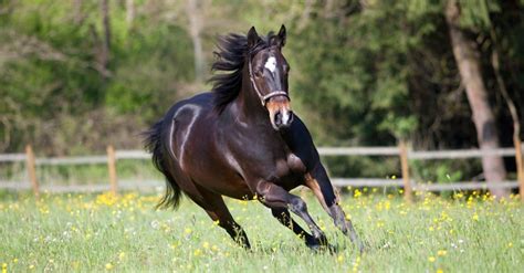 Top 9 Fastest Horses - AZ Animals