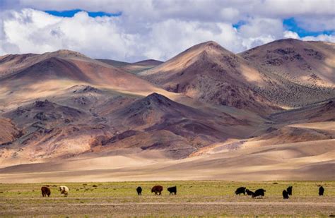 Best Altai Nature Reserve Stock Photos, Pictures & Royalty-Free Images ...