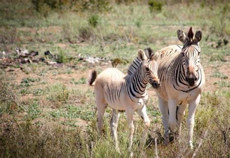 Skaars kwagga op wynplaas gebore | Maroela Media