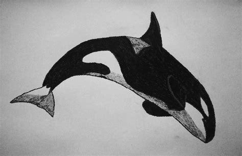 Orca Sketch at PaintingValley.com | Explore collection of Orca Sketch