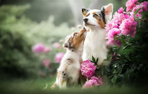 Dogs And Flowers Wallpapers - Wallpaper Cave