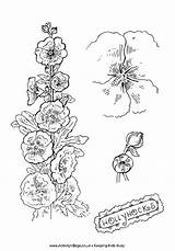 Coloring Hollyhocks Pages Adult Hollyhock Clipart Floral Printable Old  sketch template