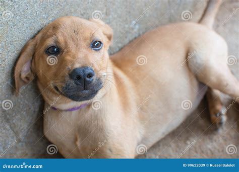 Cute dog stock image. Image of portrait, askal, philippine - 99622039