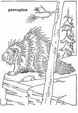 Porcupine Coloring Pages Clipart Drawing Clip Cliparts Cute Porcupines  sketch template