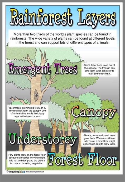 Layers Of The Rainforest Worksheet - Printable Word Searches