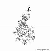 50 Peacock Coloring Pages  ColoringPagesOnlycom sketch template