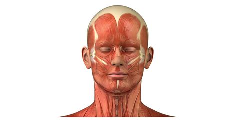 Anatomia facial – Músculos da Face Neck Muscle Anatomy, Face Anatomy, Human Anatomy, Nursing ...