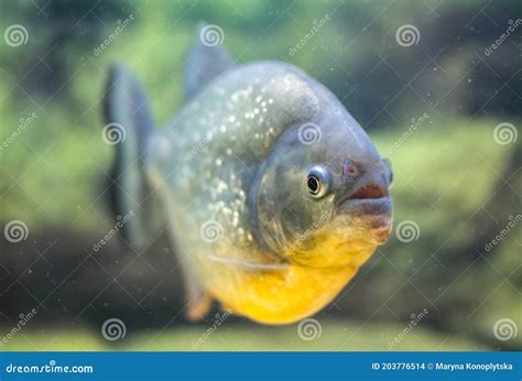 School of Predatory Piranhas in a Freshwater Aquarium Stock Photo ...