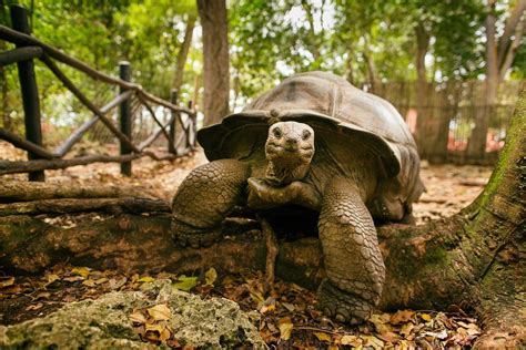 An Aldabra giant tortoise looks out from its shell on Prison Island off ...