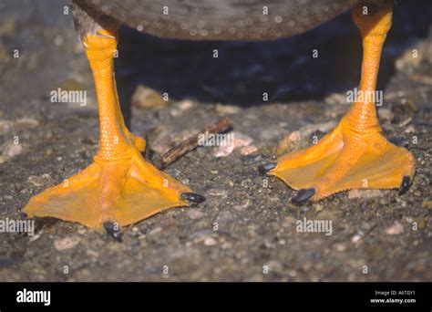 Webbed Feet of Duck Stock Photo - Alamy