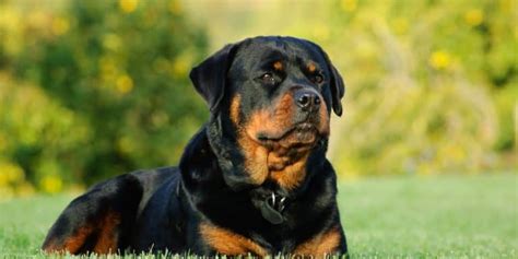 Rottweiler Training Guide: how to train a Rottweiler and overview