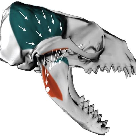 Skull morphology of the four pinniped species studied. a) Northern ...