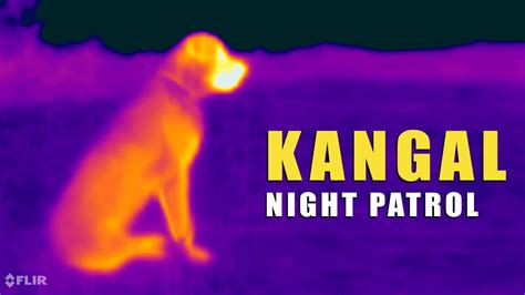 Kangal on Night Patrol | Turkish Kangal Dog | Ash the Kangal - YouTube