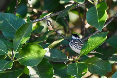 Blackpoll Warbler