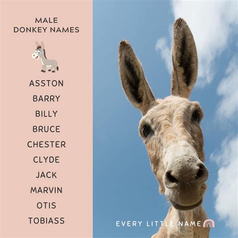 170+ Best Donkey Names (Cute, Funny, and Creative) - Every Little Name