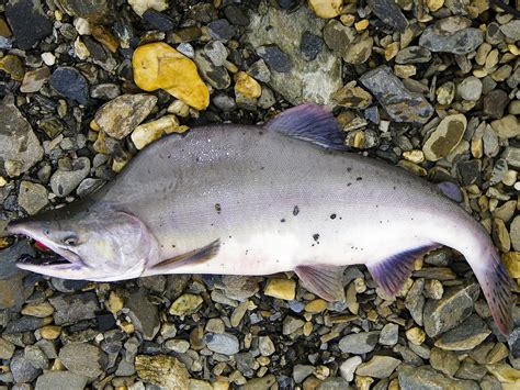 Pink Salmon - Bering Land Bridge National Preserve (U.S. National Park ...