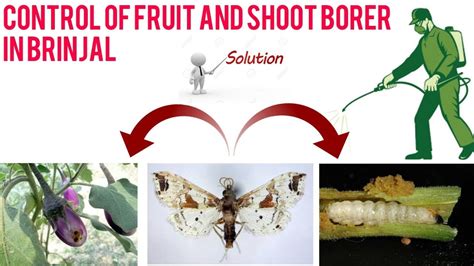 Control Of Shoot Borer In Sorghum at Ronald Popovich blog