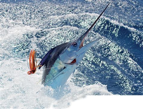 striped marlin jumping at the boat | Marlin fishing, Deep sea fishing ...