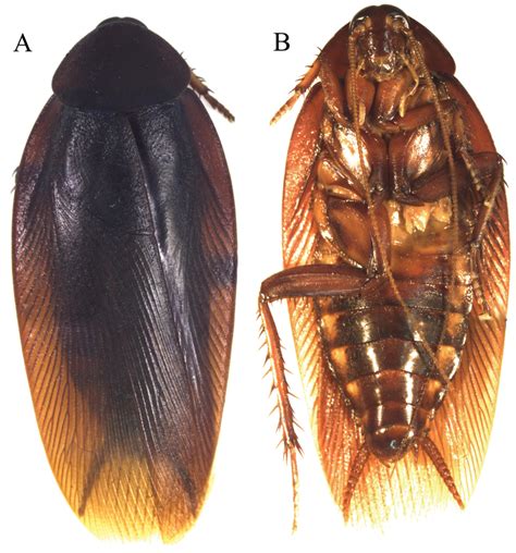 The Blattodea s.s. (Insecta, Dictyoptera) of the Guiana Shield