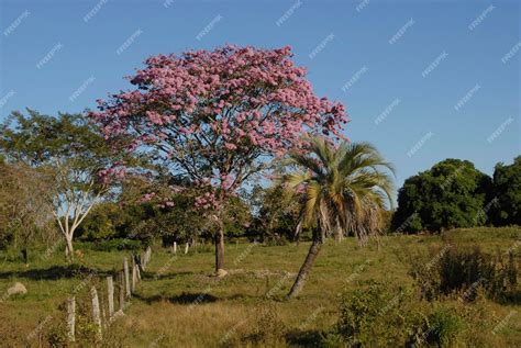 Premium Photo | Lapacho tree tabebuia heptaphylla with pink flowers ...