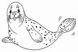 Leopard Seal Coloring Page  Free Printable Pages sketch template