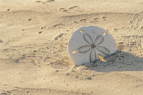 Sand Dollar on Baja beach Photograph by Kirk Hewlett - Pixels