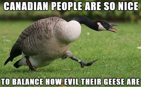 9 Canada Geese Memes That Are Honking Hilarious - Narcity