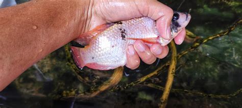 selección de semillas de peces oreochromis niloticus o tilapia en estanques de peces ...