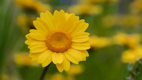 Free photo: Yellow Daisies - Daisy, Flower, Fragrance - Free Download - Jooinn