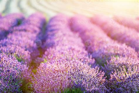 Lavender flower field at sunset. 7845658 Stock Photo at Vecteezy