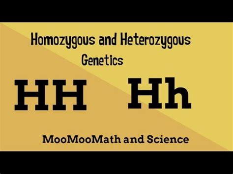 Homozygous vs Heterozygous Genotype - YouTube