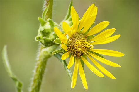 Finding Kansas Wildflowers | Kansas Farm Food