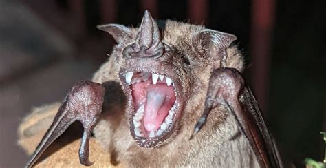 Breaking free: what bat teeth can tell us about evolution and ...