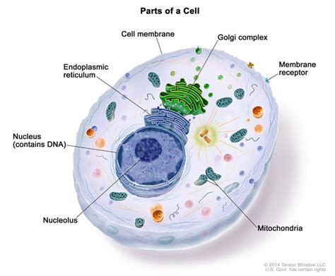 Why does every cell in our body contain DNA? - DNASU