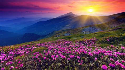 Wildflowers At Sunrise Wallpapers - Wallpaper Cave
