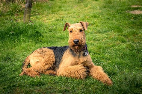 Find your Airedale Terrier puppy for sale in Alabama | Puppies.com