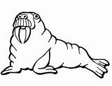 Walrus coloring page  Free Printable Coloring Pages sketch template