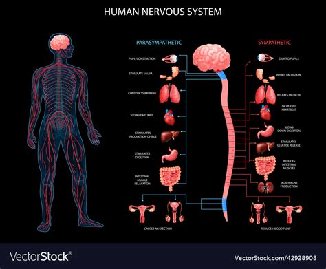 Human nervous system background Royalty Free Vector Image