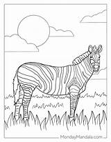 Zebra Print Coloring Pages Printable sketch template