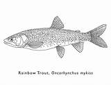 Rainbow Trout Coloring Sheet sketch template