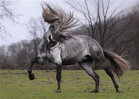 As Crinas Destes Cavalos Ganham Dos Meus Cabelos! Horse Mane, Andalusian Horse, Horse Dressage ...