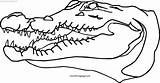 Alligator Coloring Pages Cool2bkids Sketch Page sketch template