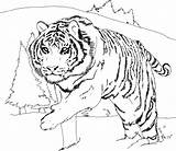 White Tiger coloring Page  Download Print Or Color Online For Free sketch template