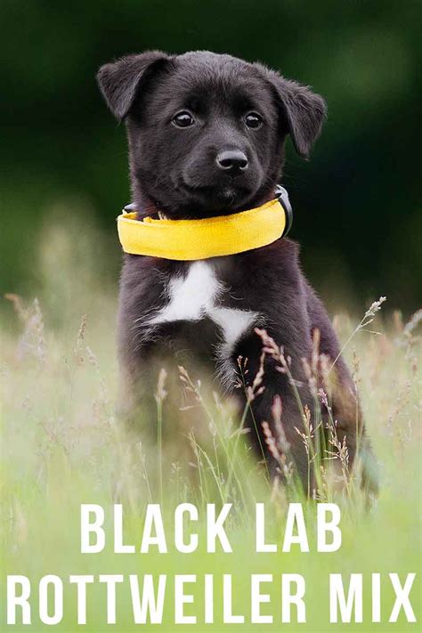 Black Lab Rottweiler Mix - A Guide To The Black Rottador Dog