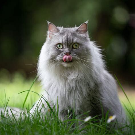 British Longhair Cat Breed Information| Purina