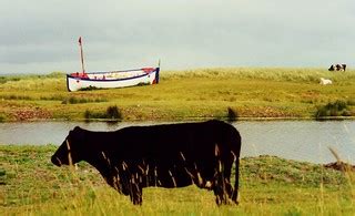 Black cattle | Near Castleisland in the far south west of Ir… | Flickr