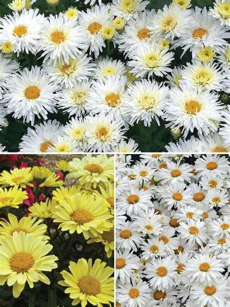 Shasta Daisy Varieties | ubicaciondepersonas.cdmx.gob.mx